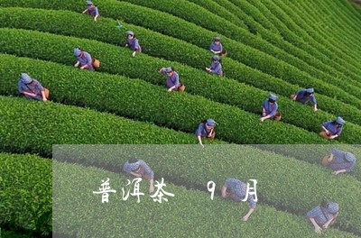 普洱茶 9月/2023042988459